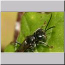 Alysson spinosus - Grabwespe w09c 7-8mm.jpg